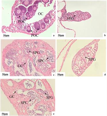 Effects of 17α-methyltestosterone and letrozole on growth and gonadal development in largemouth bass (Micropterus salmodies)